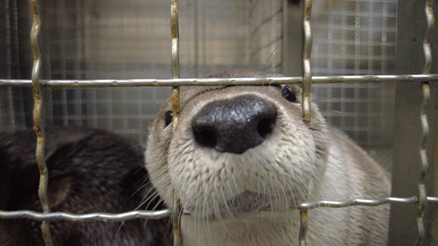 Otter saying hello