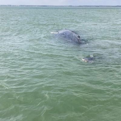 Dead Whale Indian River Bay