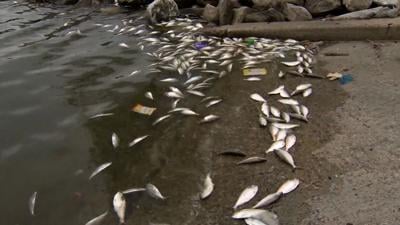 Dead Fish