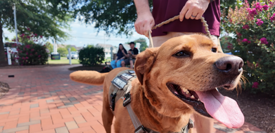 Service dog with its owner at Kent County Veterans Memorial Park.
