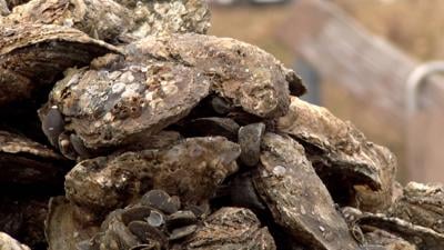 Oysters