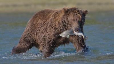 Why Bear Viewing in Alaska Depends on Strict No-Food Protocols Near Salmon Runs - Travel and Tour Tips