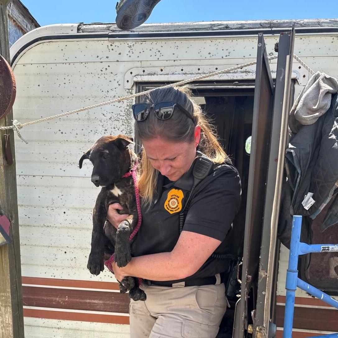 Smyrna dog rescue