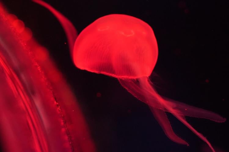 Florida Jellyfish Museum