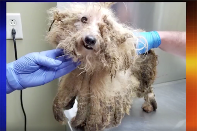 The Psychology Behind Animal Hoarding