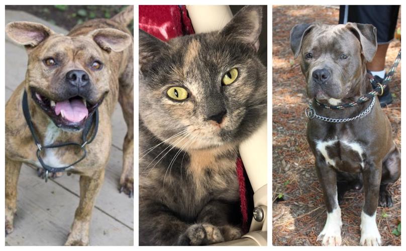 Pet Connect – June 7, 2019