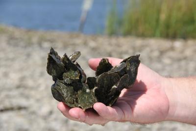 Cheseapeake Bay Oysters
