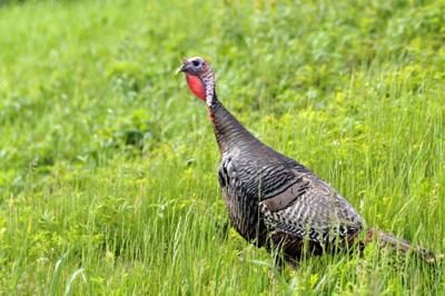 Turkey-hunting permit lottery