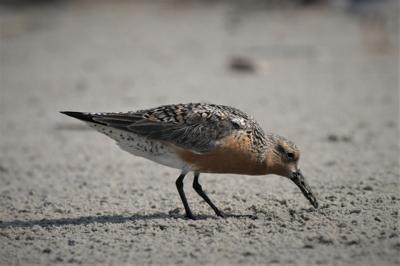 Red Knot