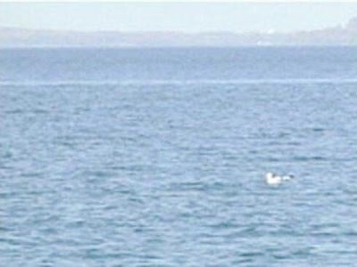 Chesapeake Bay Cleanup