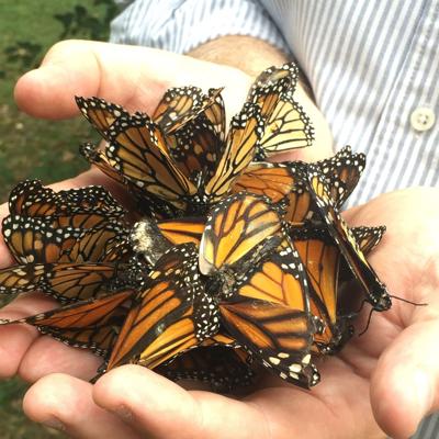 Hundreds, Possibly Thousands, Monarch Butterflies Found Dead in Queen Anne's County