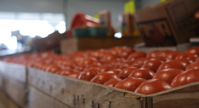 Farmers Market Tomatoes