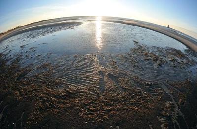 Flesh-eating Bacteria Becoming More Common in Delaware Bay Due to Climate Change, Study Finds