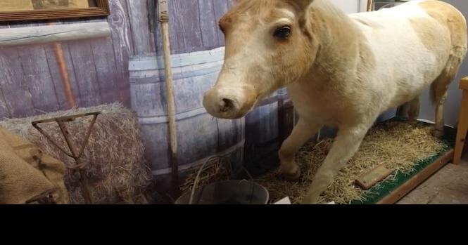 The Chincoteague Museum Purchases The Beebe Ranch | Latest News | wboc.com