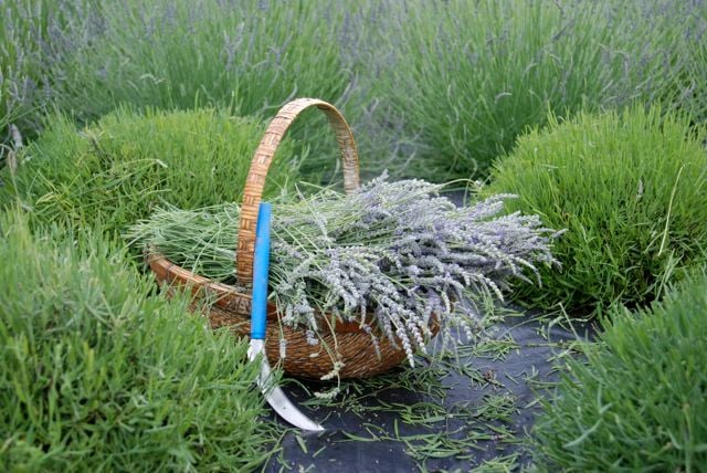 blue skye for web site 004