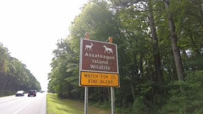 Assateague Island Wildlife Warning Sign