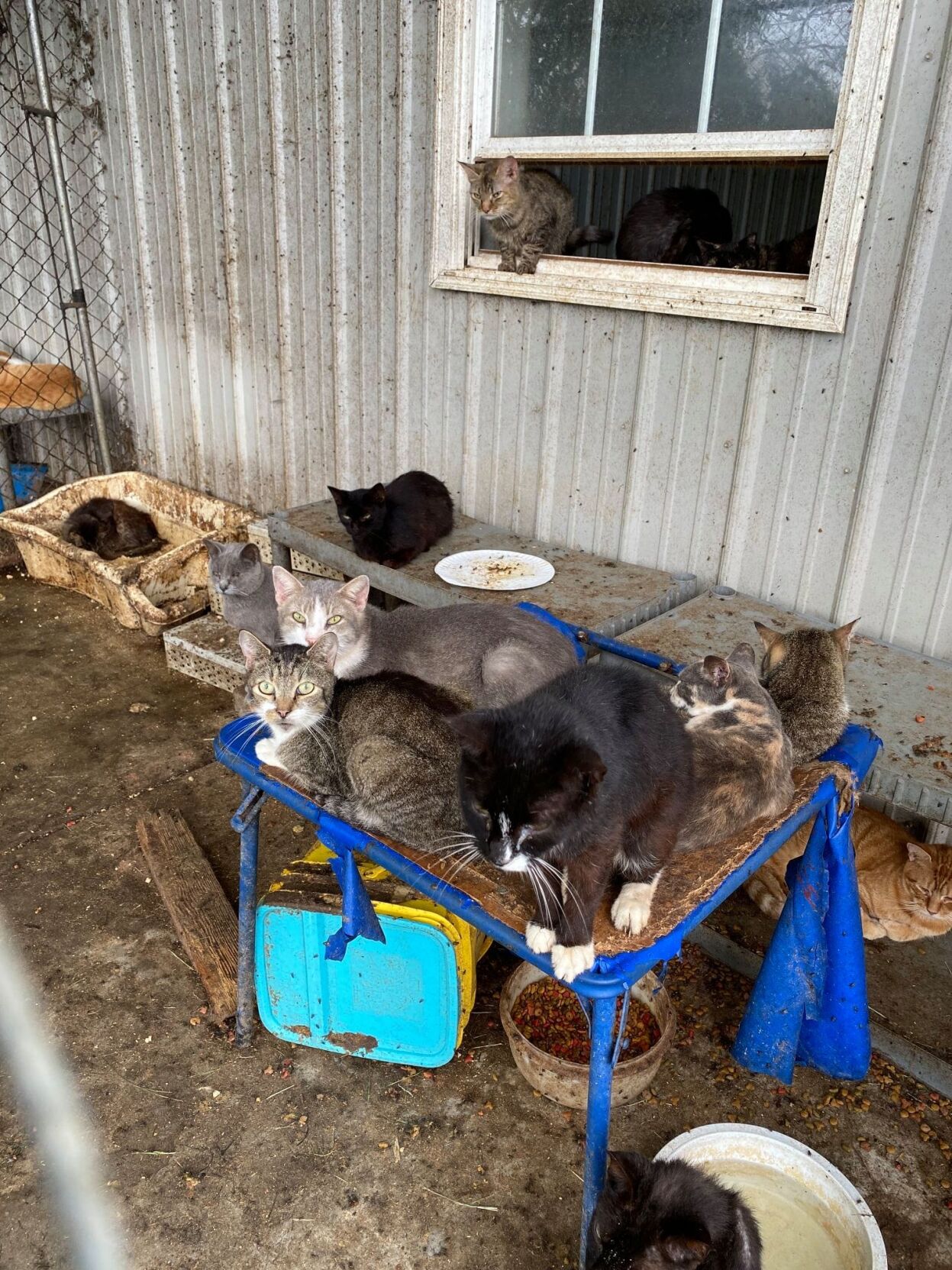 182 Cats, 1 Dog Seized From Kent County Home Following Animal Cruelty Investigation