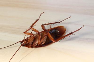 Found Roach Eggs in Your Houston Home? Here's What to Do Next
