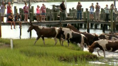 Ponies Come Ashore at Chincoteague