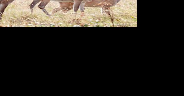 Deer Firearms Hunting Season to Return to Maryland - Vimarsana News