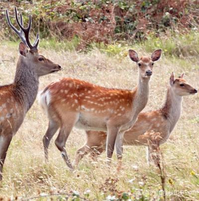 Sika Deer 1