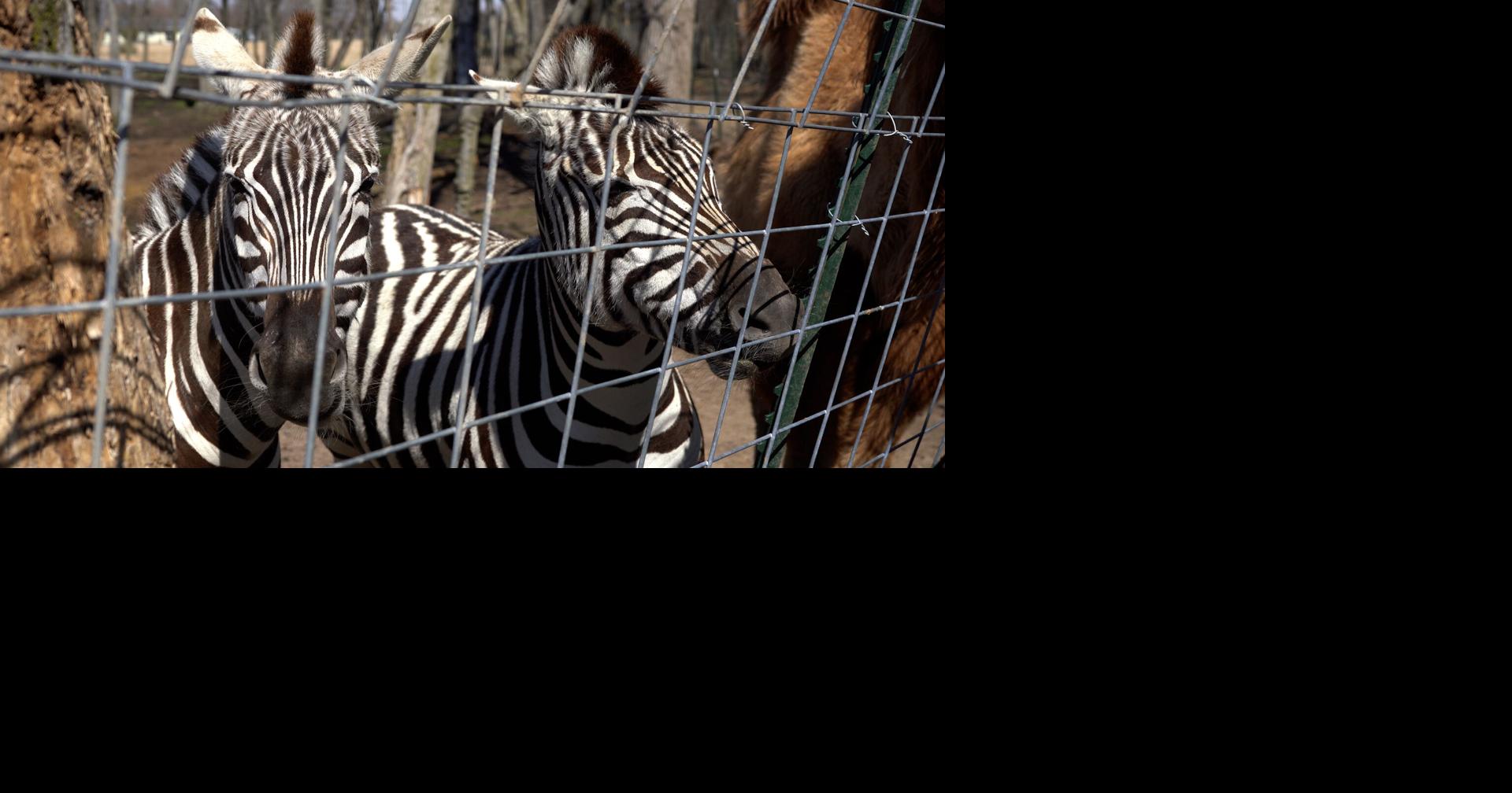 Maryland bill targets private ownership of zebras, wallabies, kangaroos