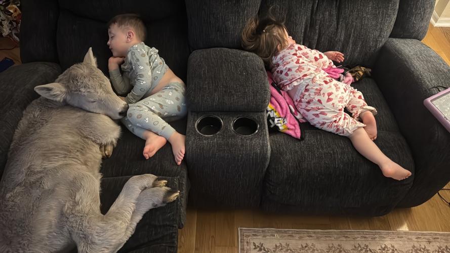 Winter Weather-Cold Calf