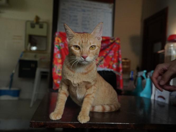 Vietnam Cat Meat