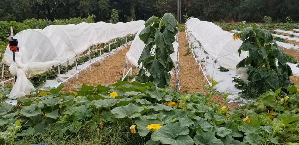 Dixit-Day neutral strawberry low tunnels