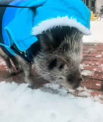 Magellan the pig's first snow. Erin Treadaway - Smith Island.jpg