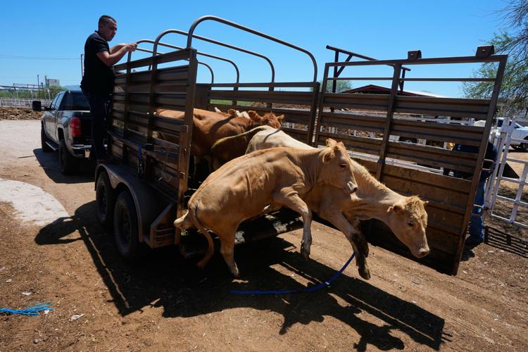 APTOPIX Mexico US Cattle Exports