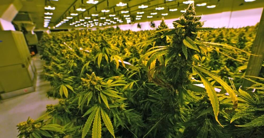 Delaware Lawmakers Send Medical Marijuana Expansion Bill to Carney's Desk | Latest News - Vimarsana News