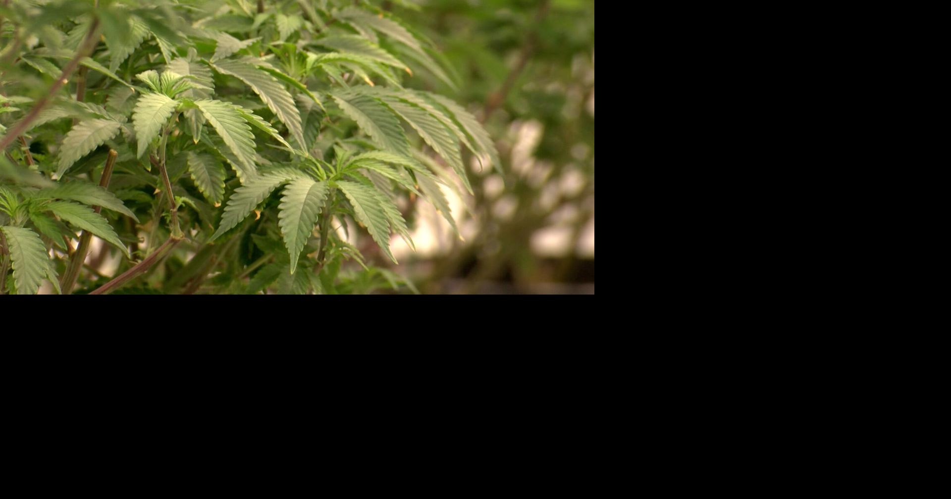 Delaware lawmakers consider changes to public marijuana penalties