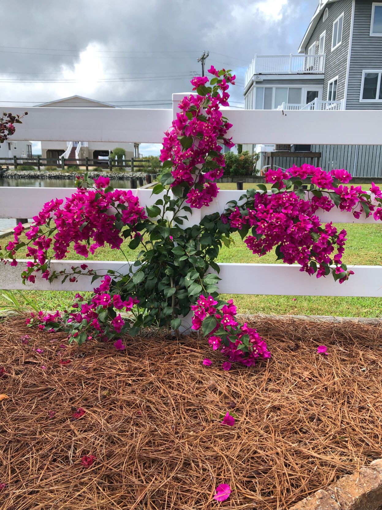 The Grinch Bouganville plant by Terry and Tom Milowicki of Fenwick Island, Del.