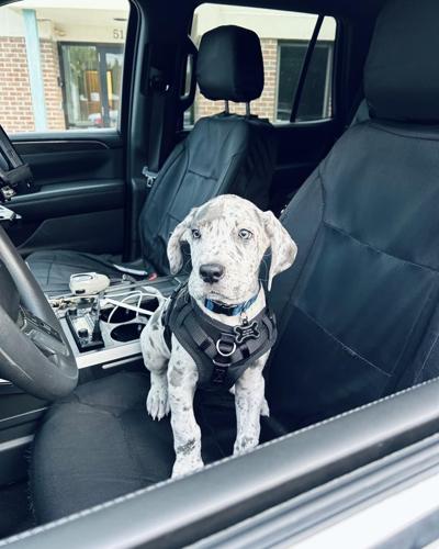 Eugene is a light blue Merle Great Dane