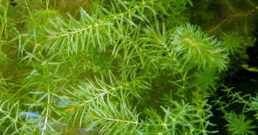 DNREC to Treat Two Ponds for Invasive Hydrilla - Vimarsana News