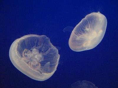 Rising Ocean Temperatures Send Jellyfish onto Virginia Beach