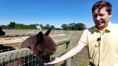 James with Alpacas.00_00_44_29.Still002.jpg