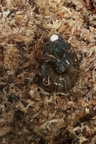 New Zealand Snail Egg