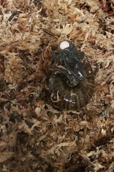 New Zealand Snail Egg
