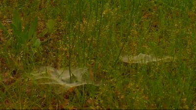 Travels With Charlie: Funnel Web Spider 2020