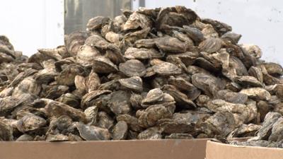 Oyster