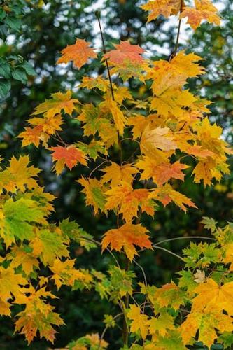 Common Tree Diseases in Charlotte, NC: How to Spot, Prevent, and Treat Them Before It’s Too Late