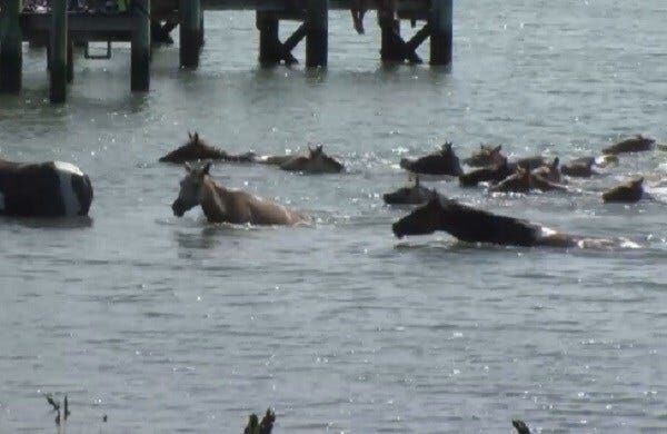 Thousands Turn Out for 94th Annual Chincoteague Pony Swim