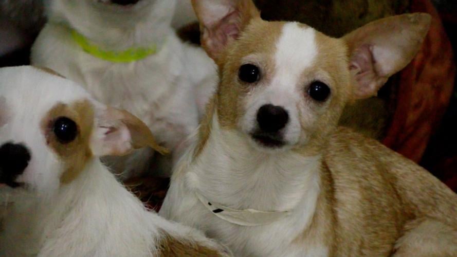 Rescued Dogs