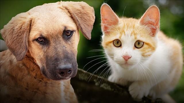 640x360_50129B00-WTHNZ