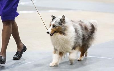 Eastern Shore Classic Dog Show