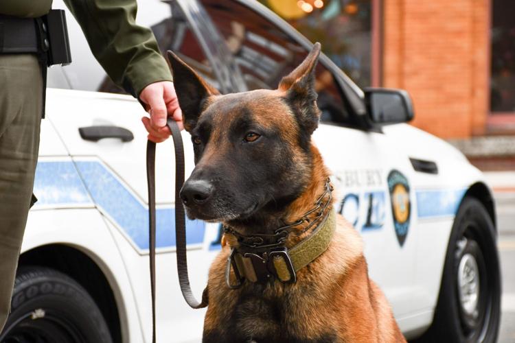 Chaos K-9