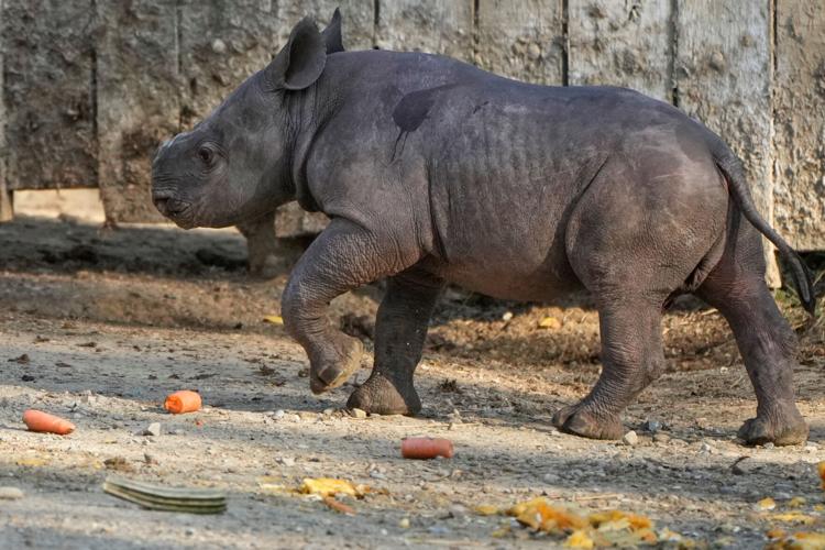 Rhino-Calf-Cleveland-Zoo
