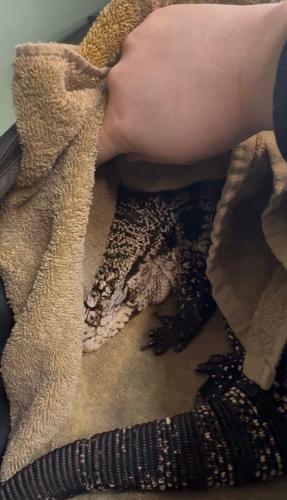 Winter Weather-Rescued Lizard